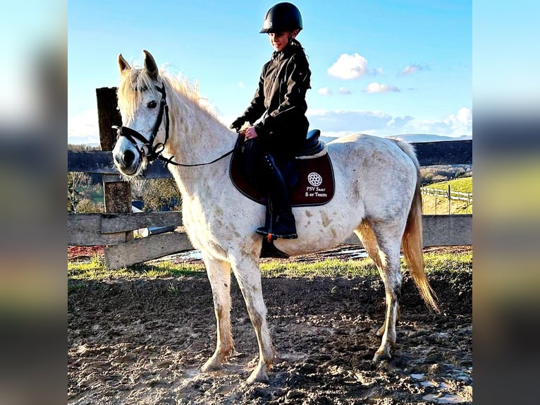 Arabe asil Jument 9 Ans 155 cm Gris in Schellweiler