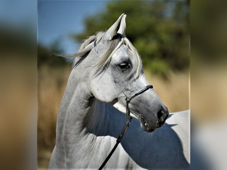 Arabe asil Jument 9 Ans 155 cm Gris in Schellweiler