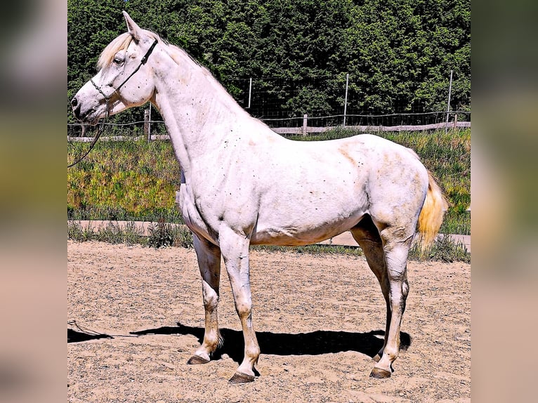 Arabe asil Jument 9 Ans 155 cm Gris in Schellweiler