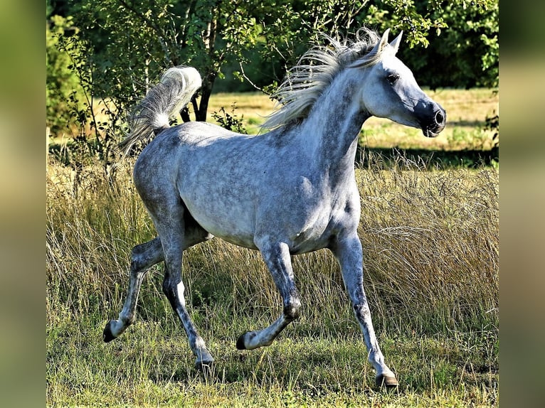 Arabe asil Jument 9 Ans 155 cm Gris in Schellweiler