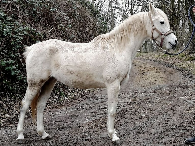 Arabe asil Jument 9 Ans 155 cm Gris in Schellweiler