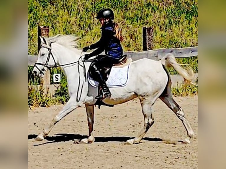 Arabe asil Jument 9 Ans 155 cm Gris in Schellweiler