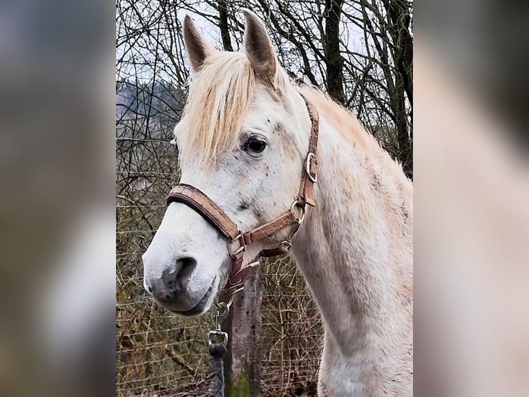 Arabe asil Jument 9 Ans 155 cm Gris in Schellweiler