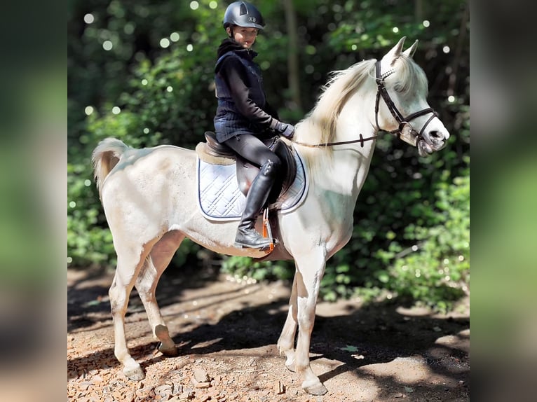 Arabe asil Jument 9 Ans 155 cm Gris in Schellweiler