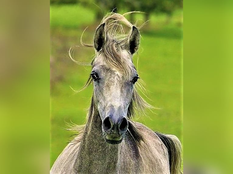 Arabe asil Jument 9 Ans 155 cm Gris in Schellweiler