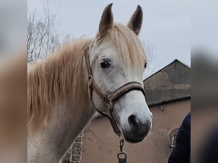 Arabe asil Jument 9 Ans 155 cm Gris in Schellweiler