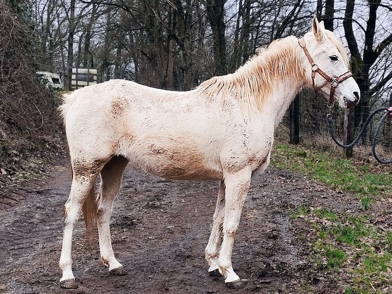 Arabe asil Jument 9 Ans 155 cm Gris in Schellweiler