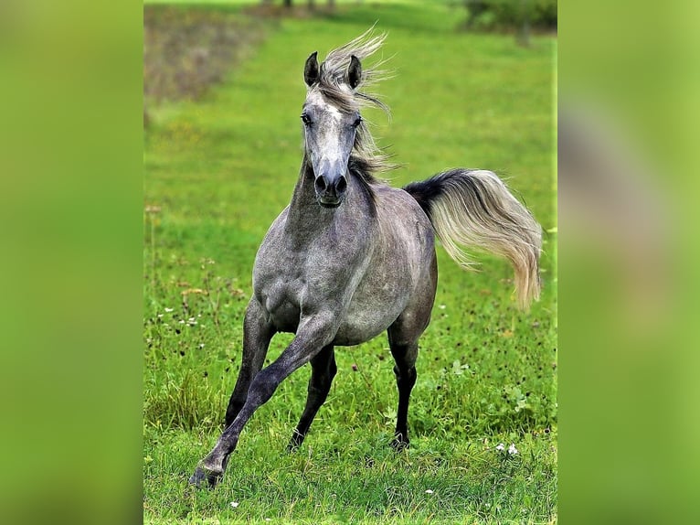 Arabe asil Jument 9 Ans 155 cm Gris in Schellweiler