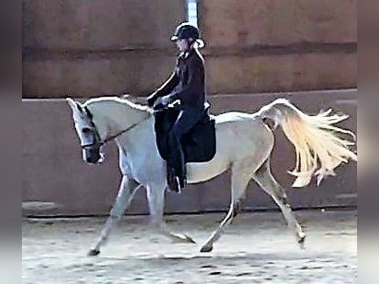 Arabe asil Jument 9 Ans 155 cm Gris in Schellweiler