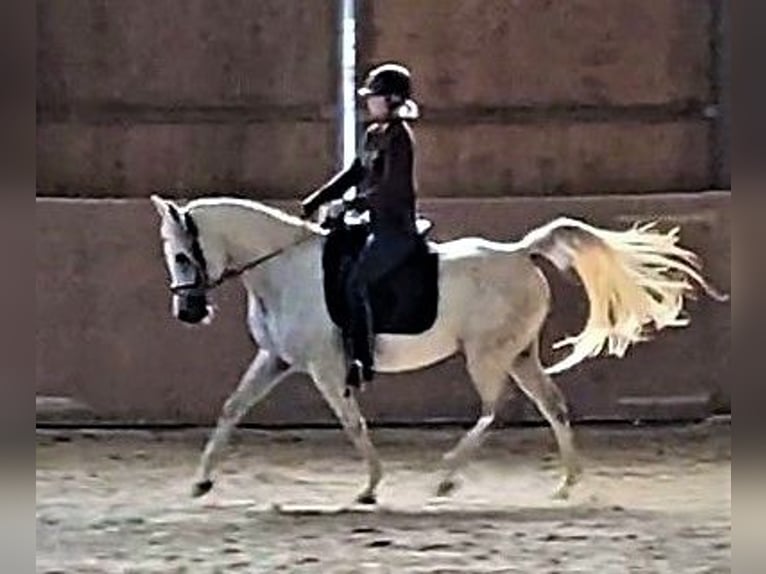 Arabe asil Jument 9 Ans 155 cm Gris in Schellweiler