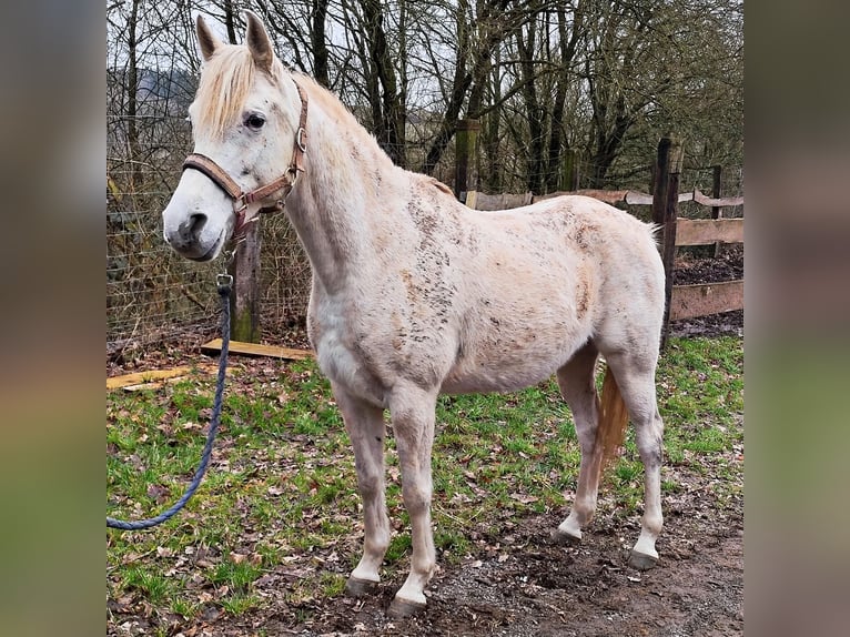 Arabe asil Jument 9 Ans 155 cm Gris in Schellweiler