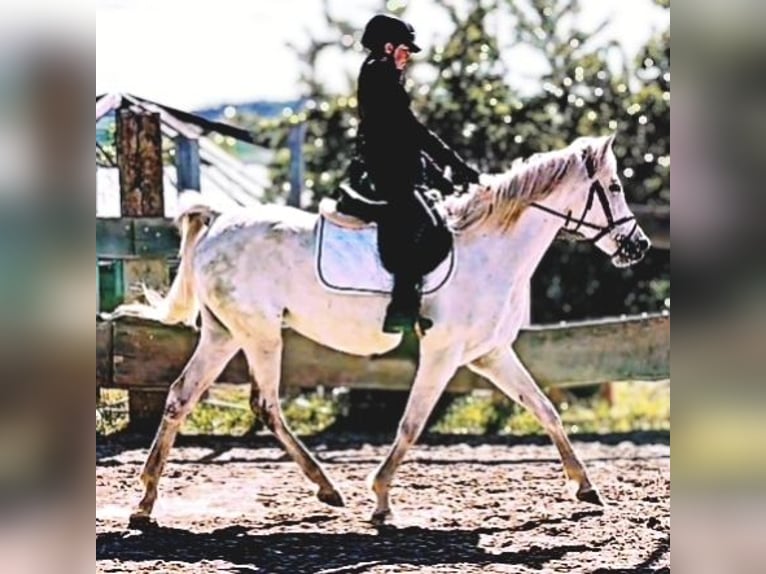 Arabe asil Jument 9 Ans 155 cm Gris in Schellweiler