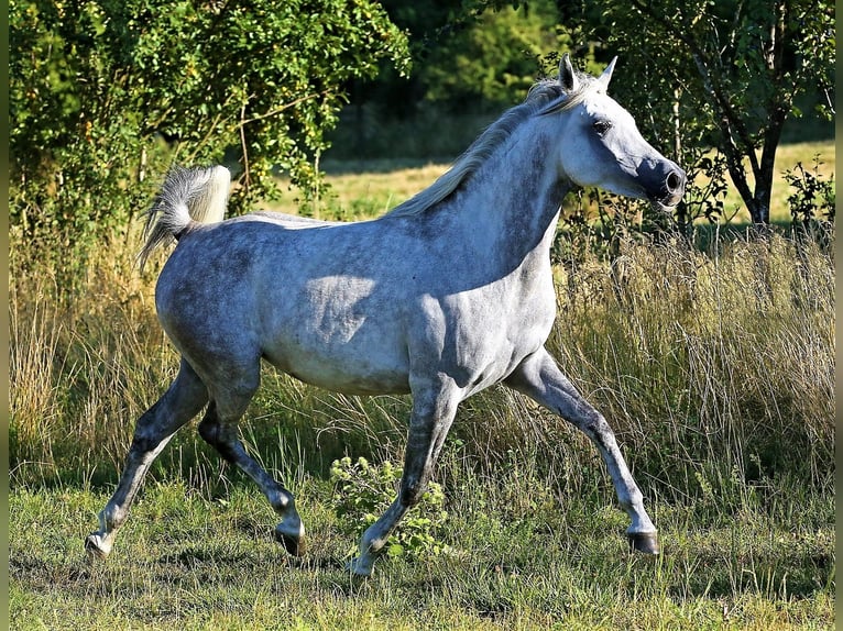 Arabe asil Jument 9 Ans 155 cm Gris in Schellweiler