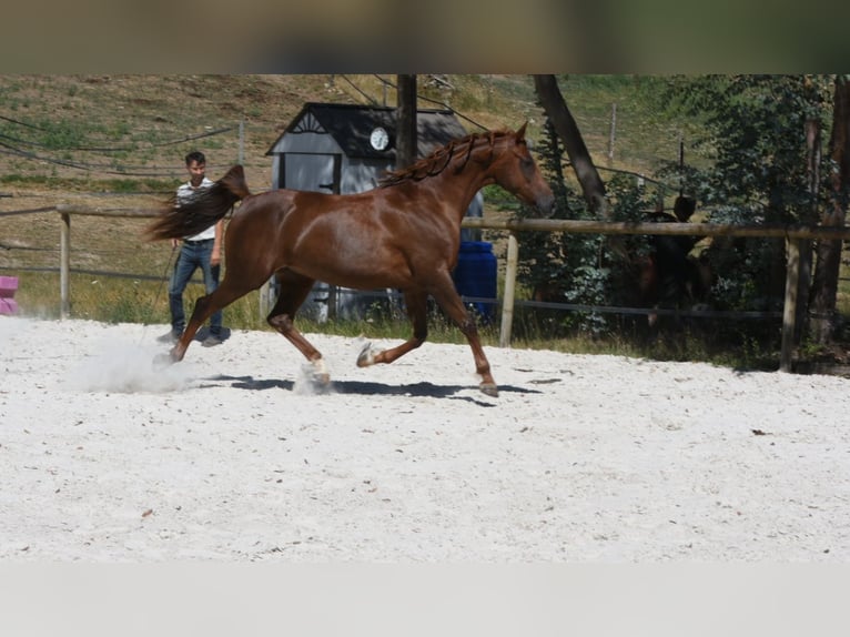 Arabe asil Jument 9 Ans 156 cm Alezan cuivré in Limoges