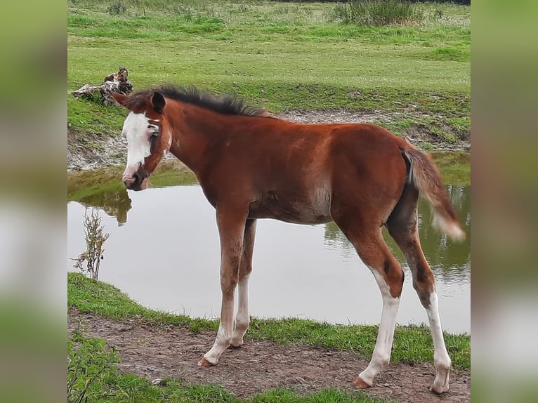 Arabe asil Jument Poulain (04/2024) 155 cm Bai cerise in Cucq