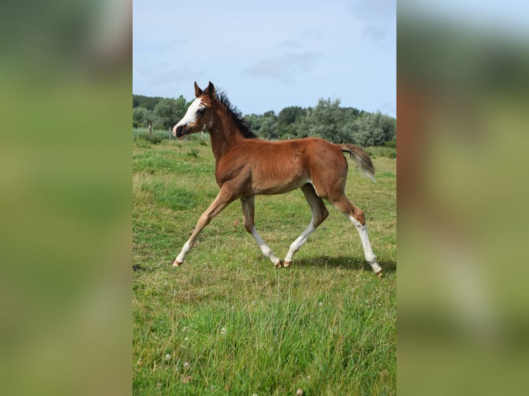 Arabe asil Jument Poulain (04/2024) 155 cm Bai cerise in Cucq