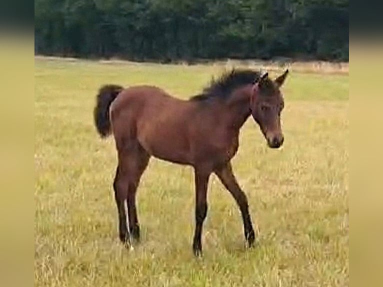 Arabe asil Jument Poulain (03/2025) Bai clair in VERNON