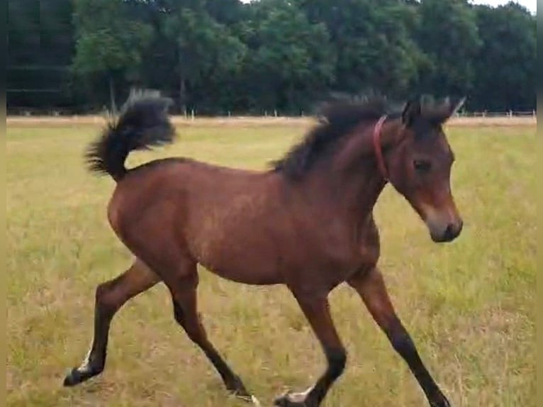 Arabe asil Jument Poulain (03/2025) Bai clair in VERNON