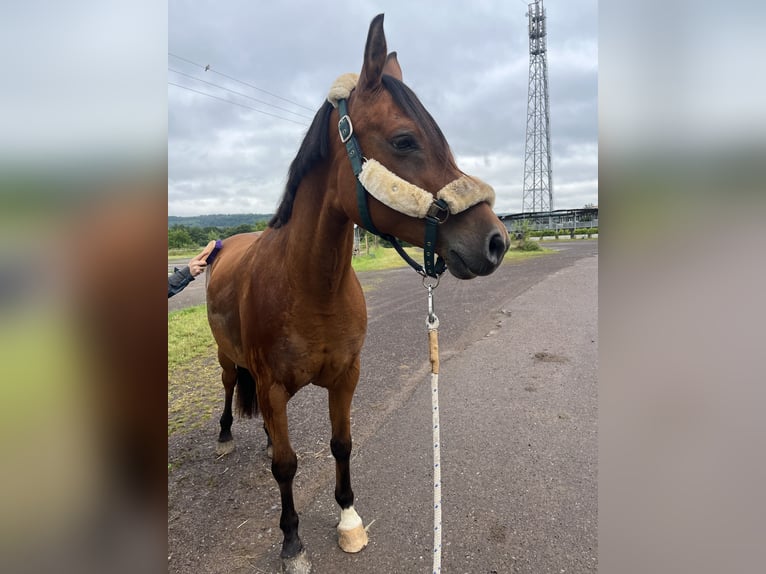 Arabe berbère Étalon 14 Ans 153 cm Bai in Merzig