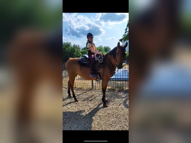 Arabe berbère Étalon 14 Ans 153 cm Bai in Merzig