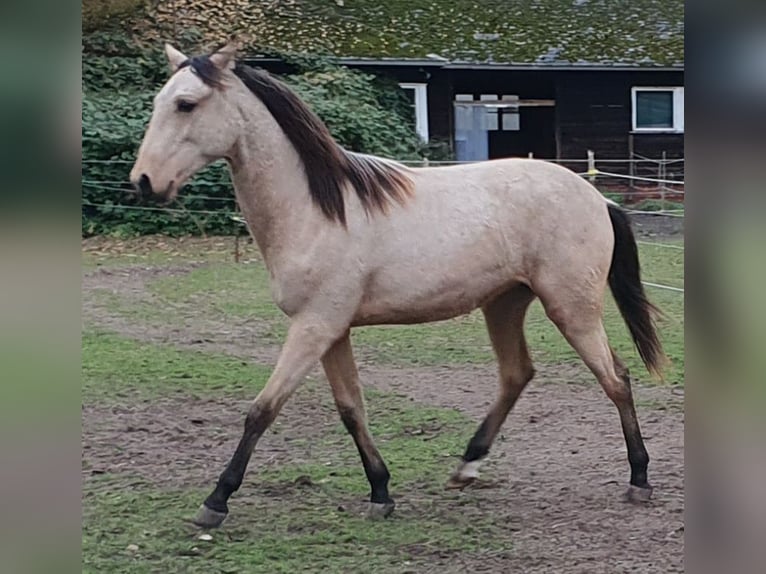 Arabe berbère Étalon 1 Année Buckskin in Ratekau