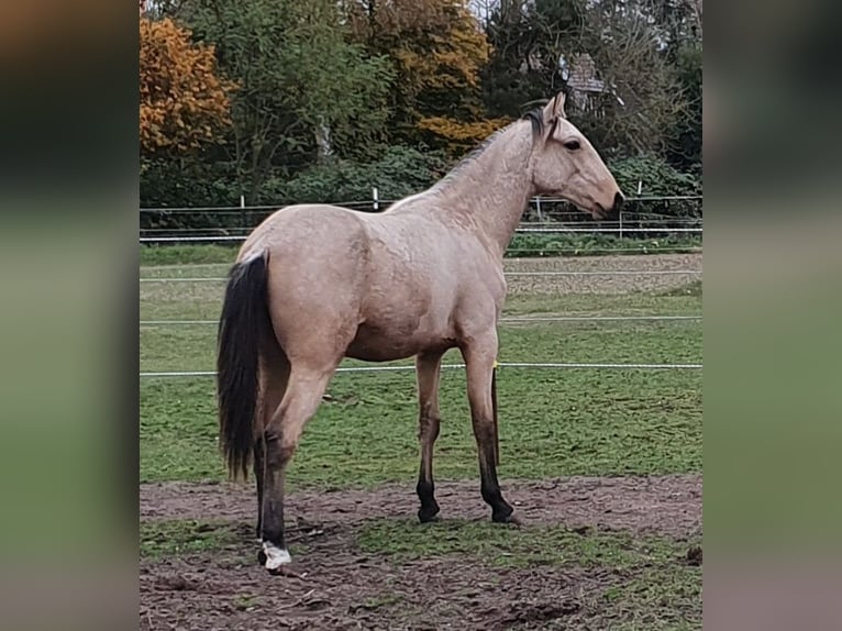 Arabe berbère Étalon 1 Année Buckskin in Ratekau