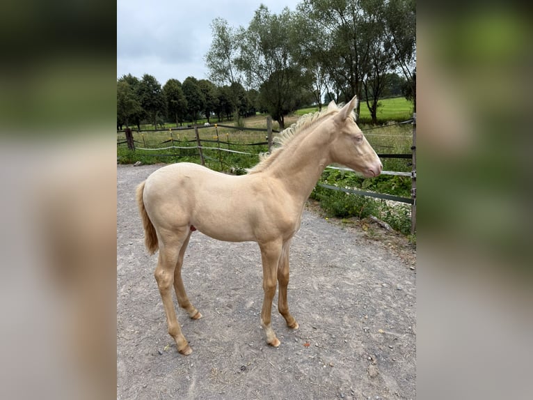 Arabe berbère Étalon 1 Année Perlino in Gemmenich