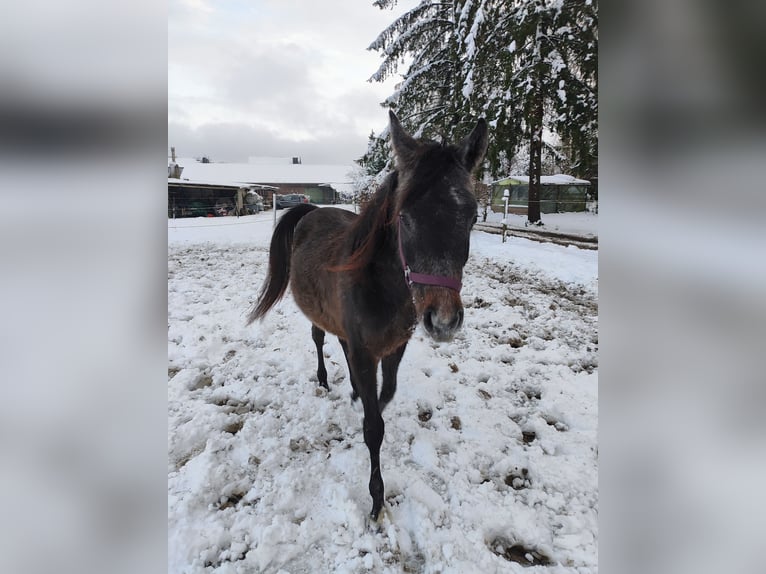 Arabe berbère Étalon 2 Ans 142 cm Gris pommelé in &#xDC;bach-Palenberg