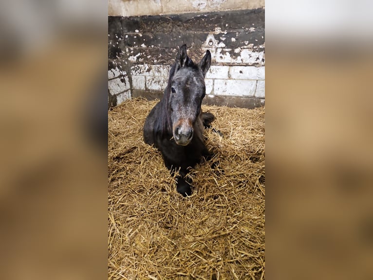 Arabe berbère Étalon 2 Ans 142 cm Gris pommelé in &#xDC;bach-Palenberg