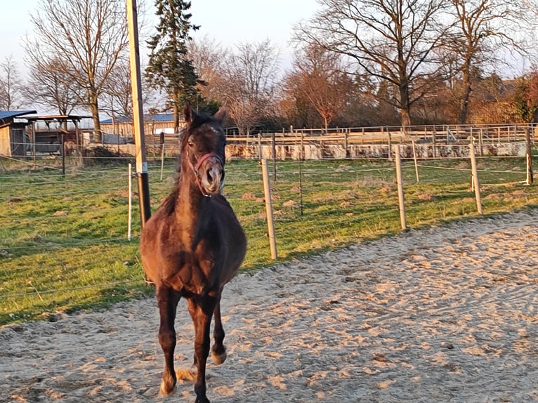 Arabe berbère Étalon 2 Ans 142 cm Gris pommelé in &#xDC;bach-Palenberg