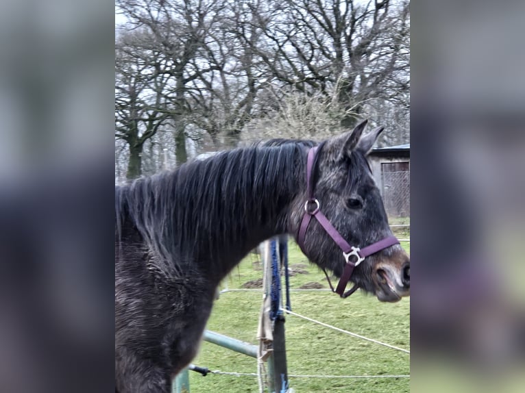 Arabe berbère Étalon 2 Ans 142 cm Gris pommelé in &#xDC;bach-Palenberg