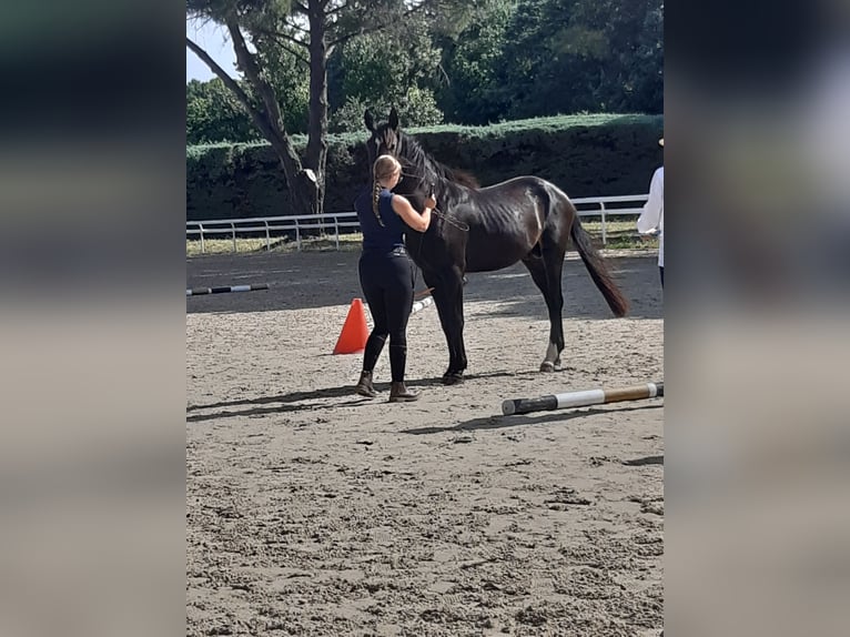 Arabe berbère Étalon 3 Ans 153 cm Noir in Villecomtal sur arros