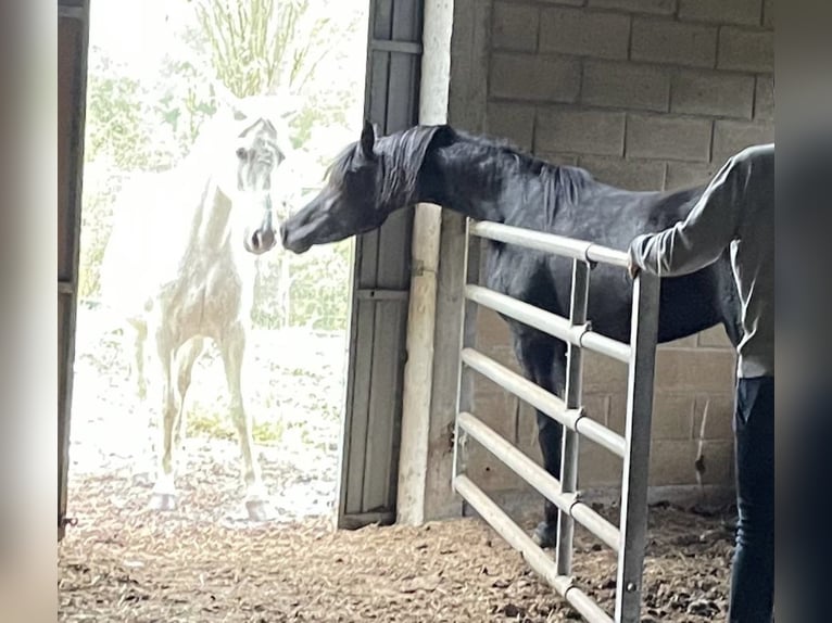 Arabe berbère Étalon 3 Ans Noir in IrurtzuN