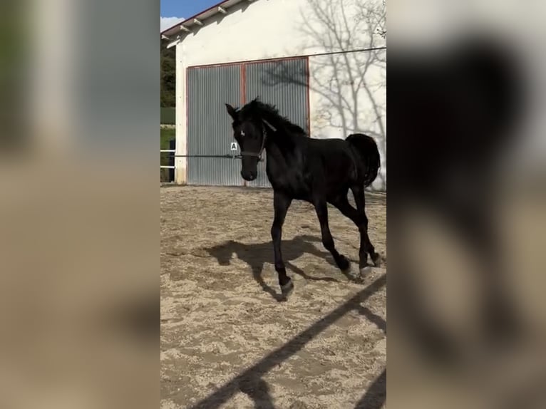 Arabe berbère Étalon 3 Ans Noir in IrurtzuN