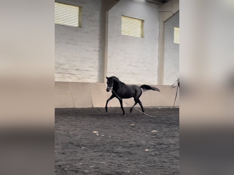 Arabe berbère Étalon 3 Ans Noir in IrurtzuN
