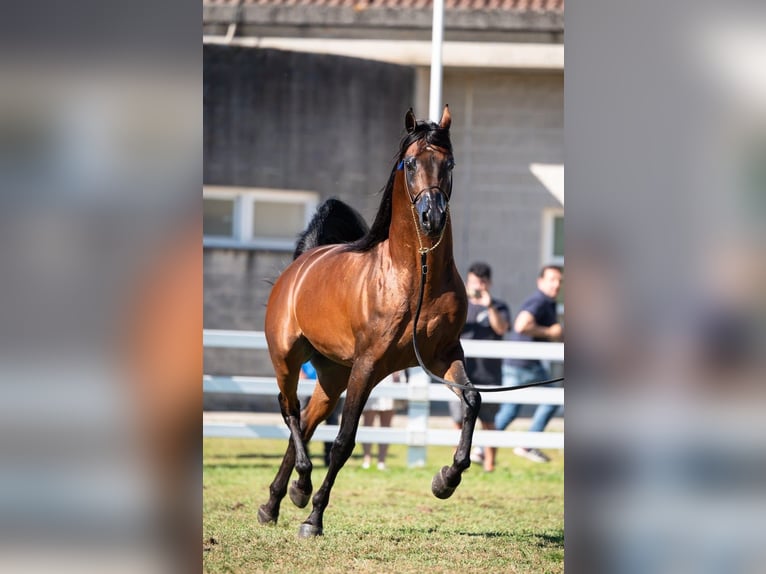 Arabe berbère Étalon 3 Ans Noir in IrurtzuN