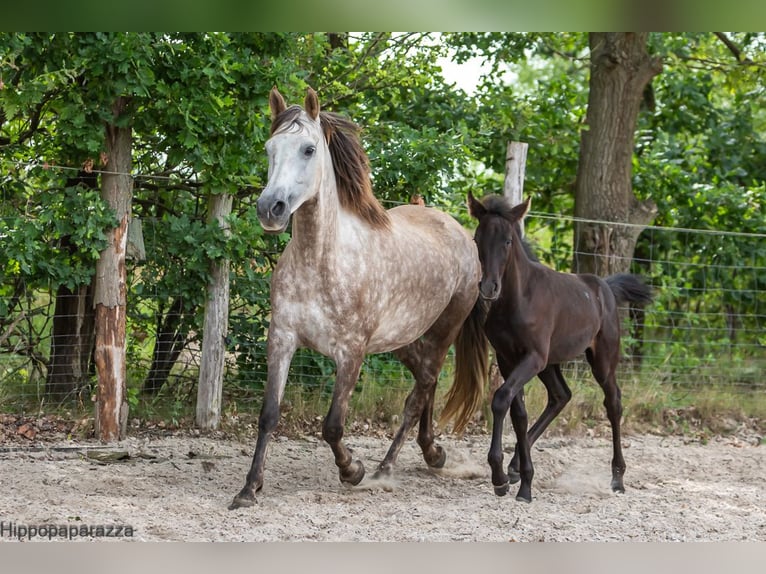 Arabe berbère Étalon Poulain (04/2024) 160 cm Gris noir in Löwenberger Land