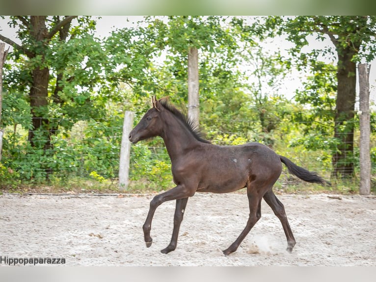 Arabe berbère Étalon Poulain (04/2024) 160 cm Gris noir in Löwenberger Land