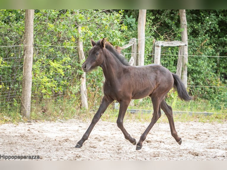 Arabe berbère Étalon Poulain (04/2024) 160 cm Gris noir in Löwenberger Land