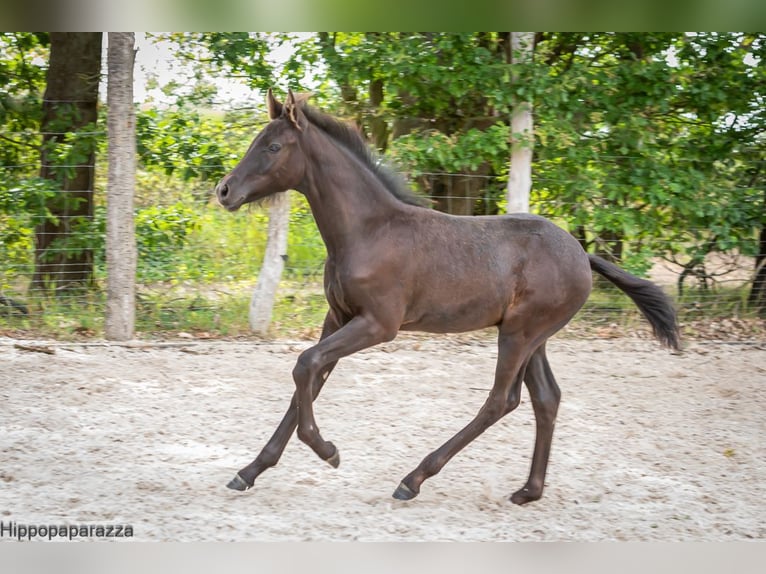 Arabe berbère Étalon Poulain (04/2024) 160 cm Gris noir in Löwenberger Land