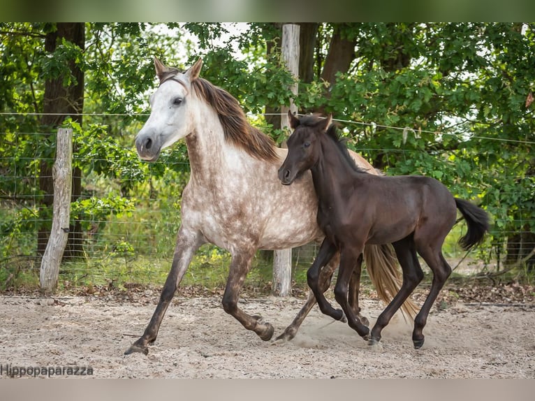 Arabe berbère Étalon Poulain (04/2024) 160 cm Gris noir in Löwenberger Land