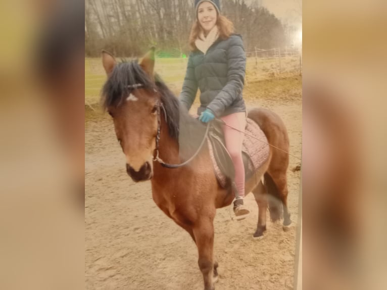 Arabe berbère Hongre 11 Ans 135 cm Bai brun in Weiden