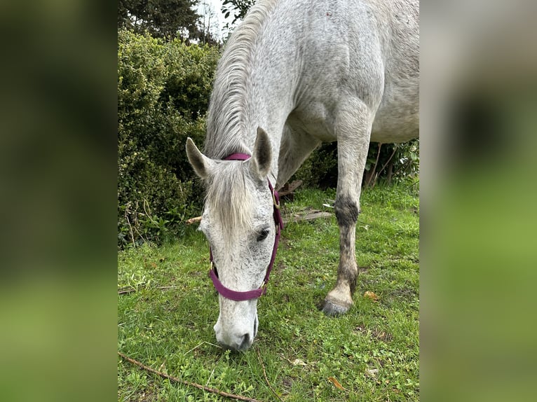 Arabe berbère Croisé Hongre 18 Ans Gris in Schmidgaden