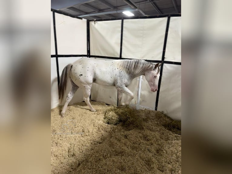 Arabe berbère Hongre 1 Année 142 cm Léopard in Gerald, MO