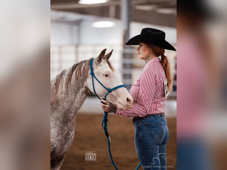 Arabe berbère Hongre 1 Année 142 cm Léopard in Gerald, MO