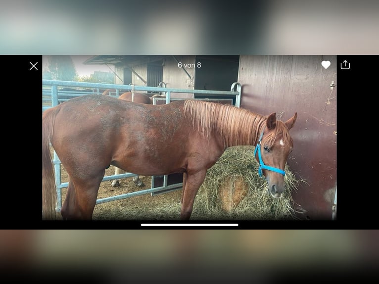 Arabe berbère Hongre 1 Année 150 cm Bai in Ursberg