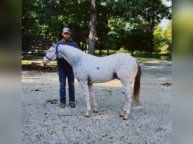 Arabe berbère Hongre 2 Ans 142 cm Léopard in Gerald, MO