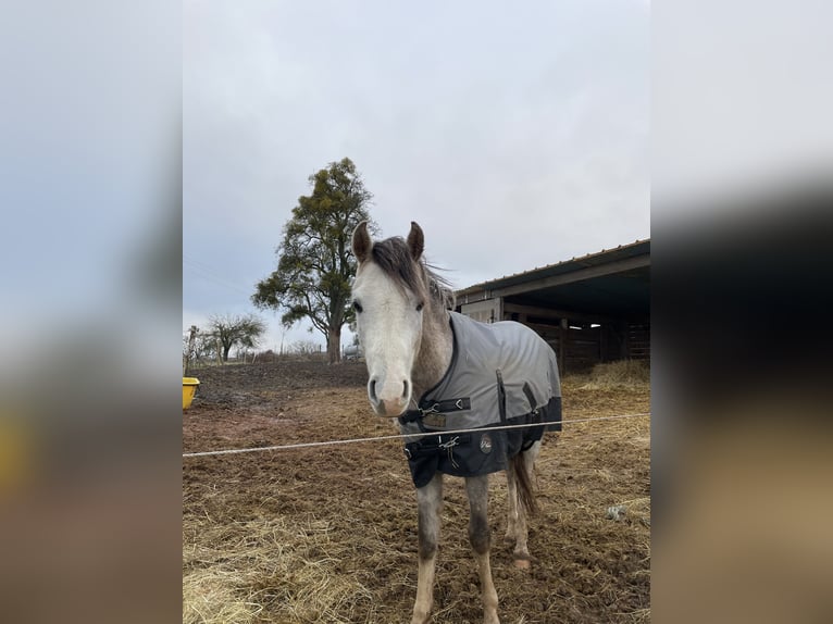 Arabe berbère Hongre 3 Ans 140 cm in Rehlingen-Siersburg