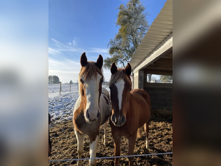 Arabe berbère Hongre 3 Ans 150 cm Pinto in Rehlingen-Siersburg