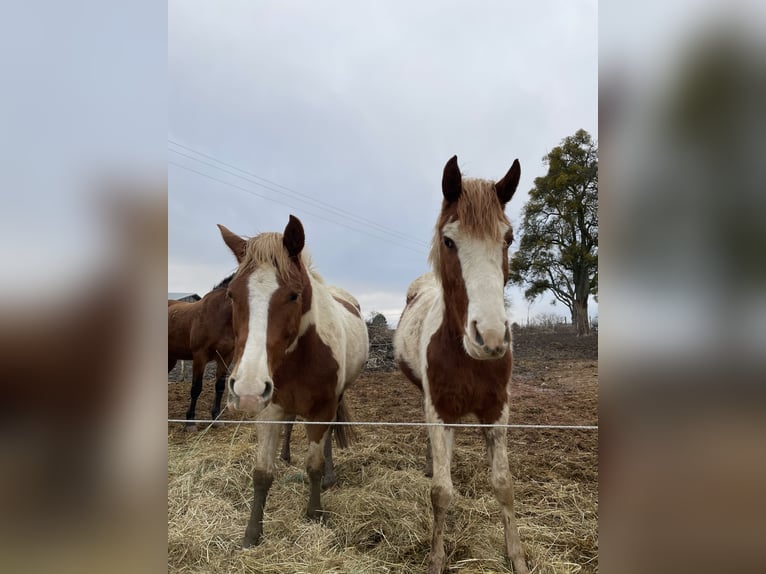 Arabe berbère Hongre 3 Ans 150 cm Pinto in Rehlingen-Siersburg